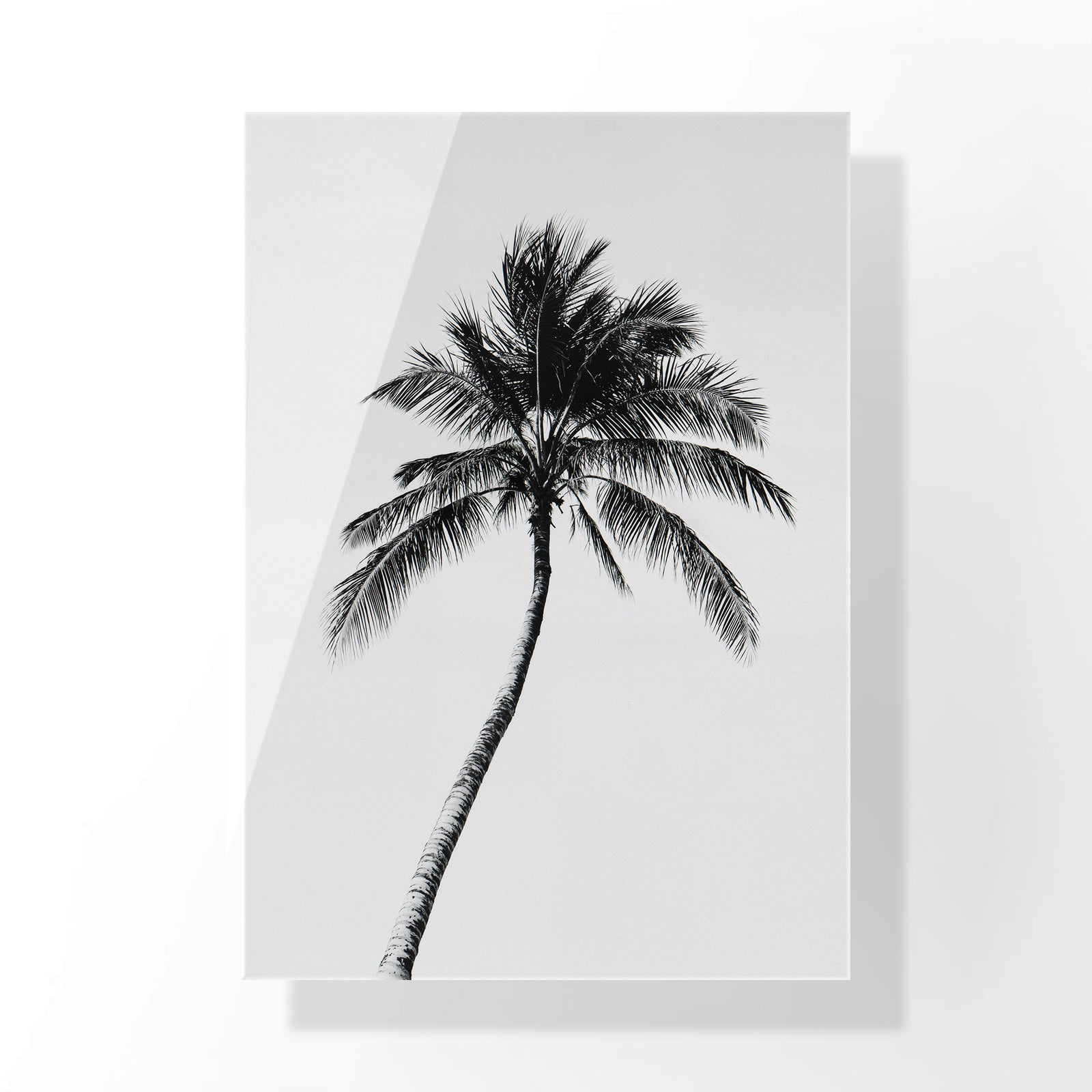 Palm of Solitude