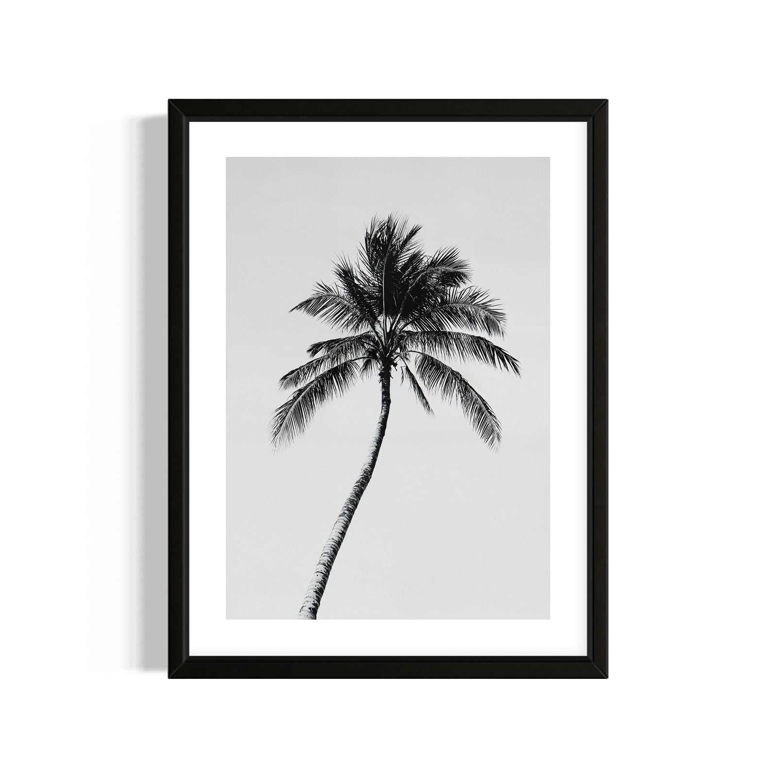 Palm of Solitude