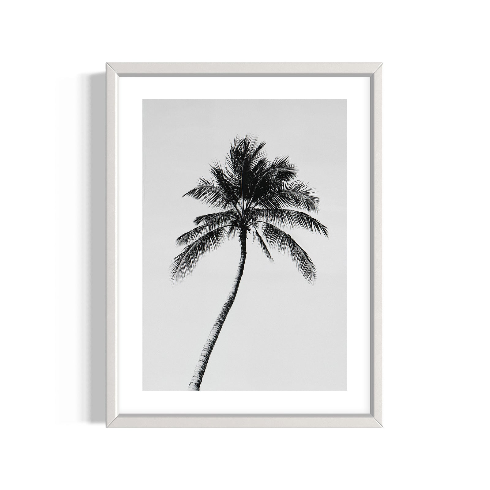 Palm of Solitude