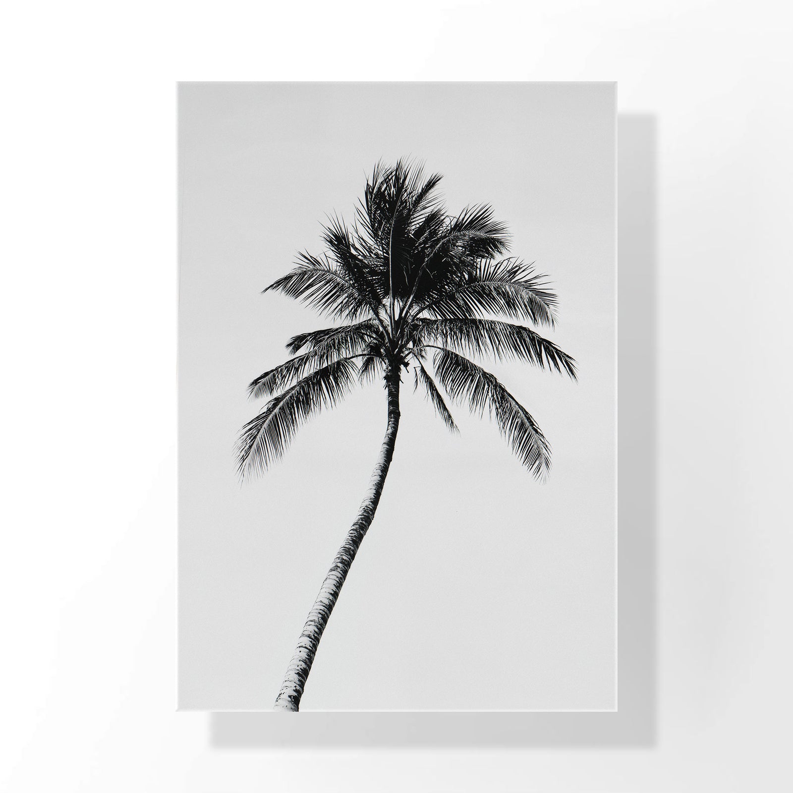 Palm of Solitude