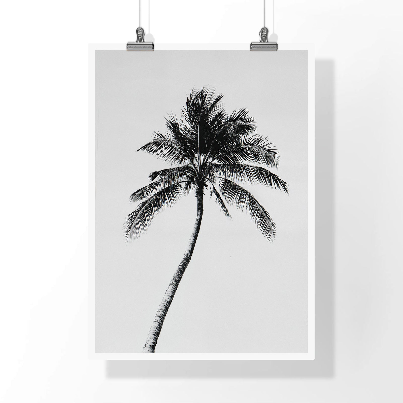 Palm of Solitude