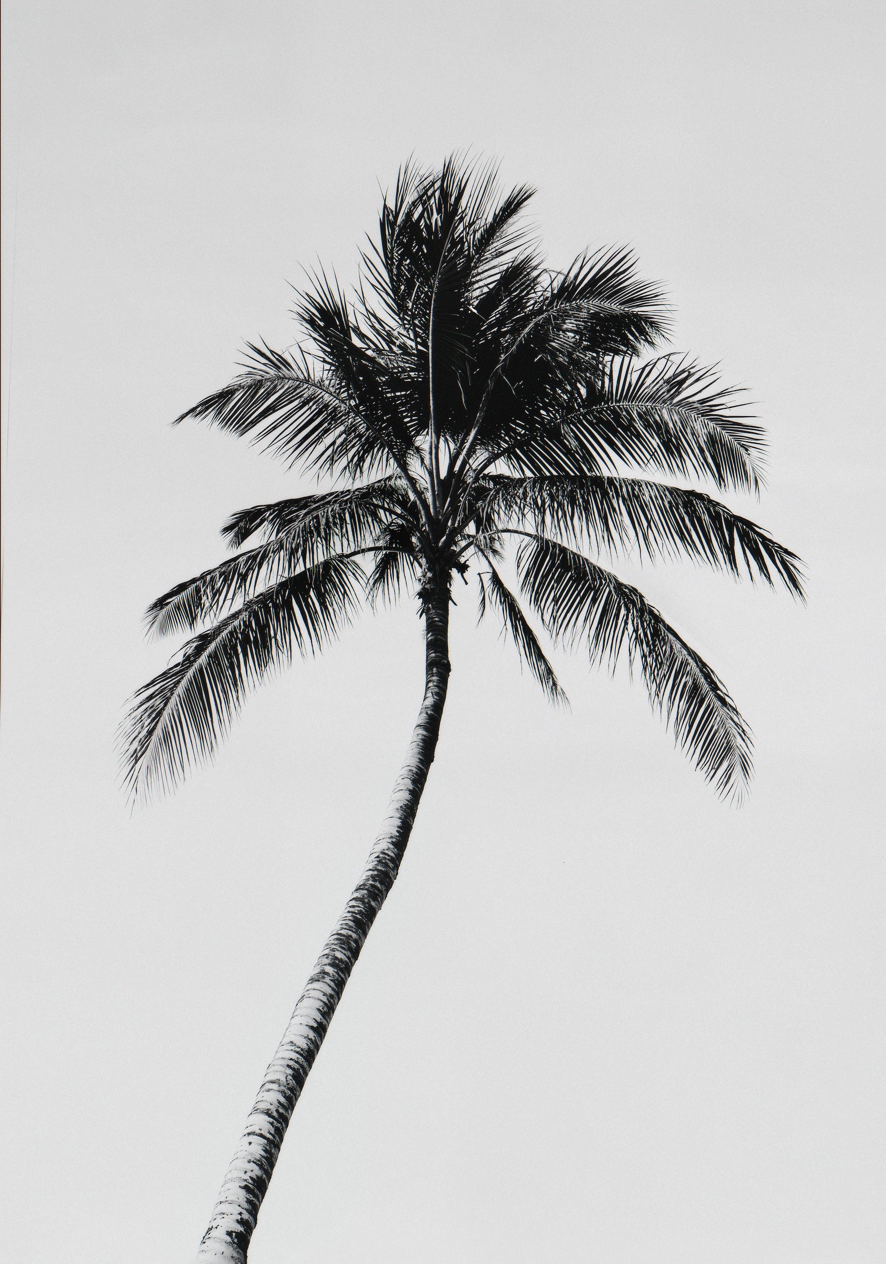 Palm of Solitude